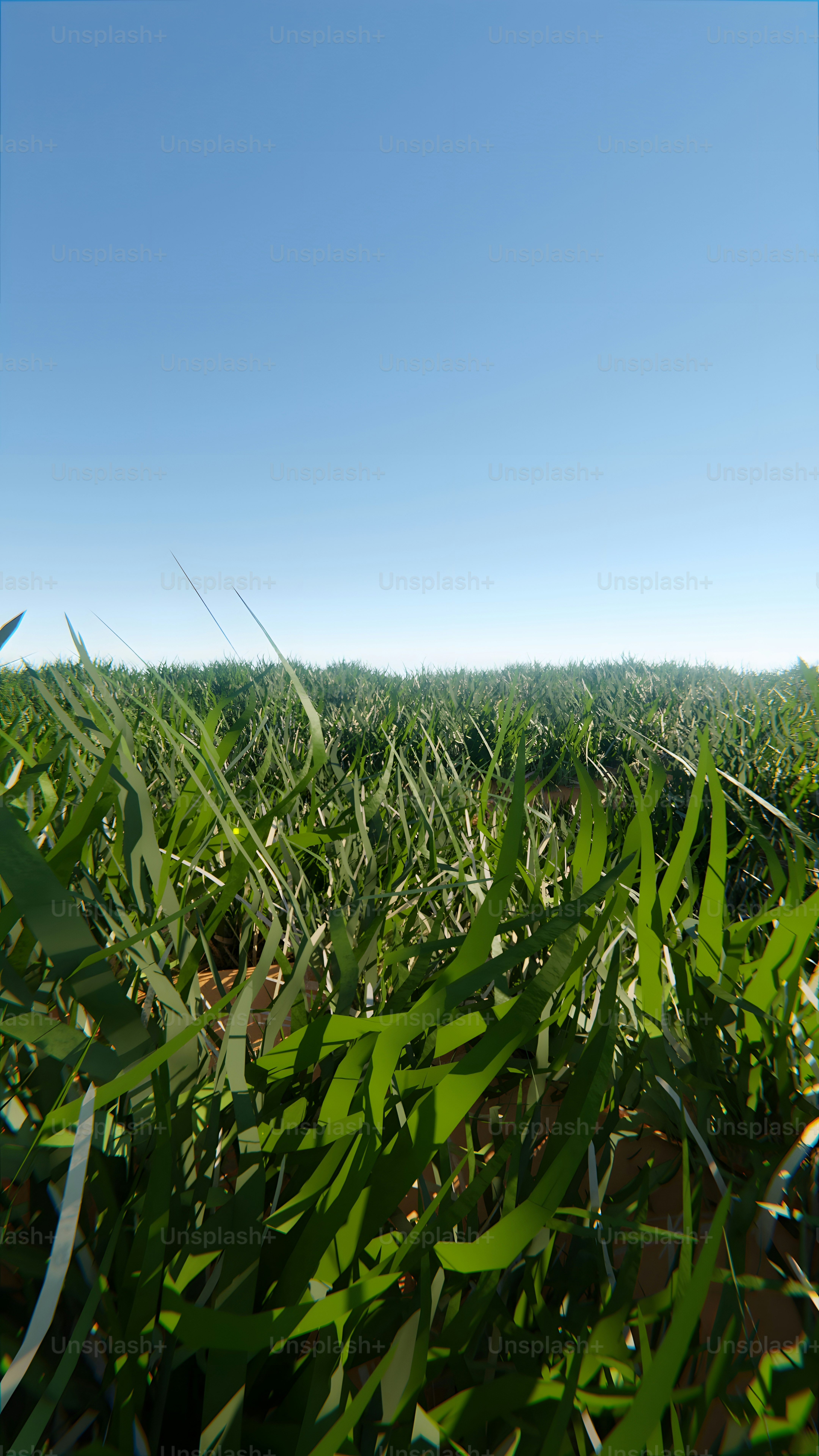 Un campo d'erba con un cielo blu sullo sfondo