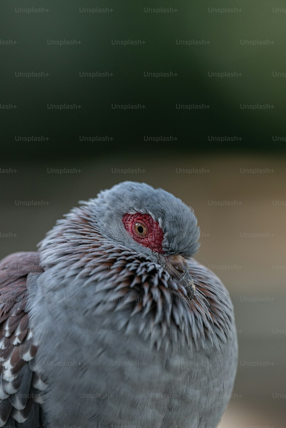 a close up of a bird with a red eye