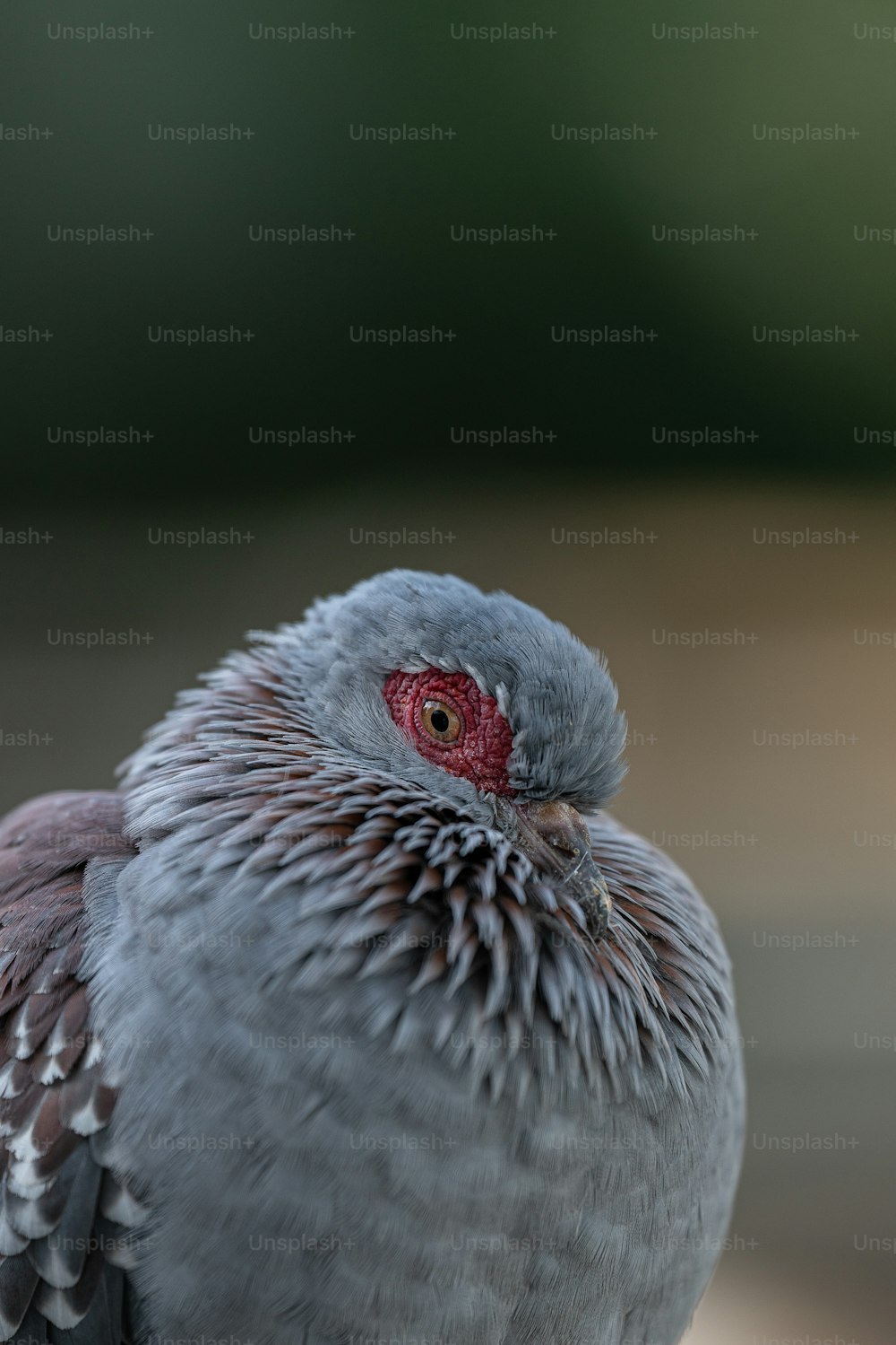 um close up de um pássaro com um olho vermelho