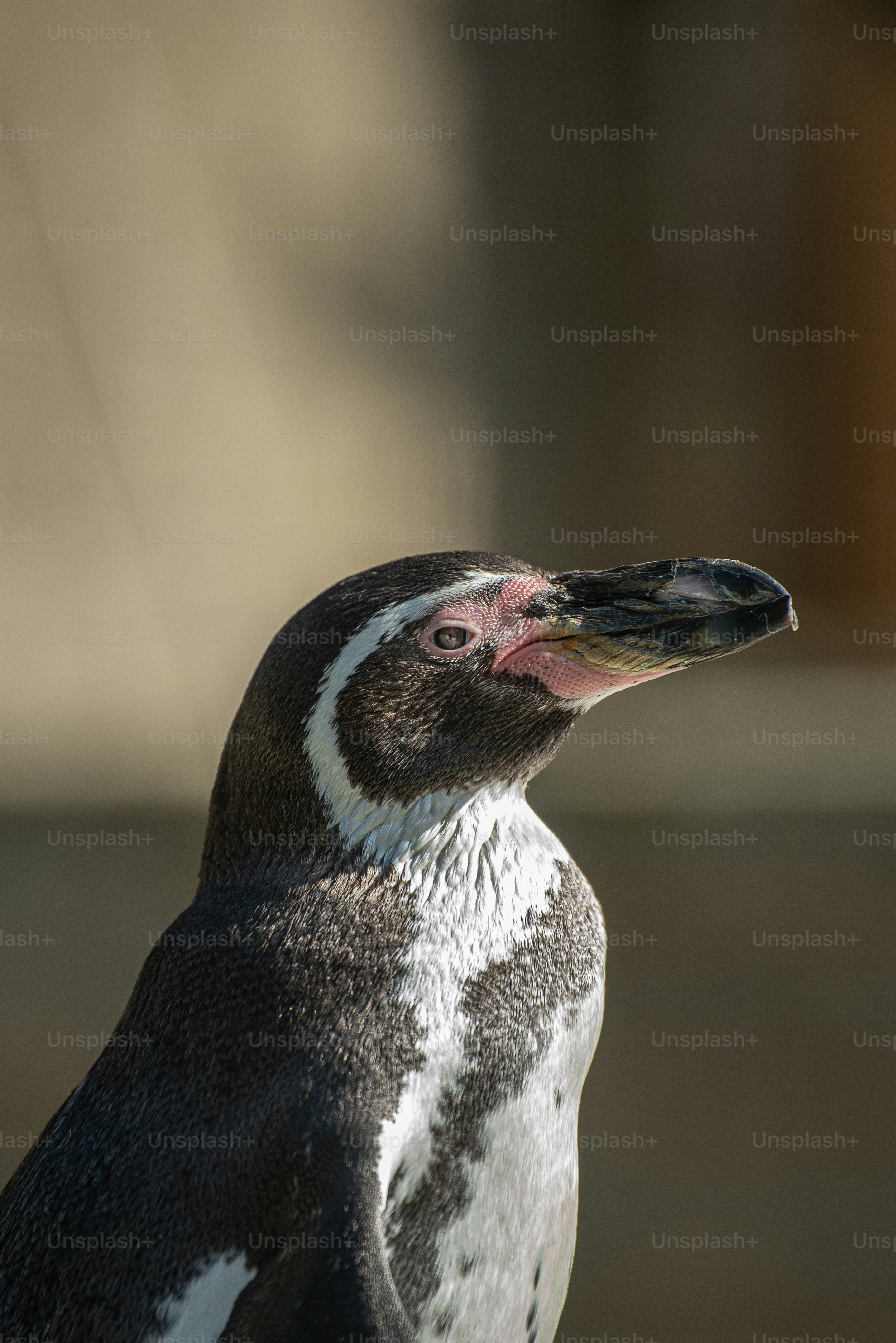 a close up of a penguin with a blurry background