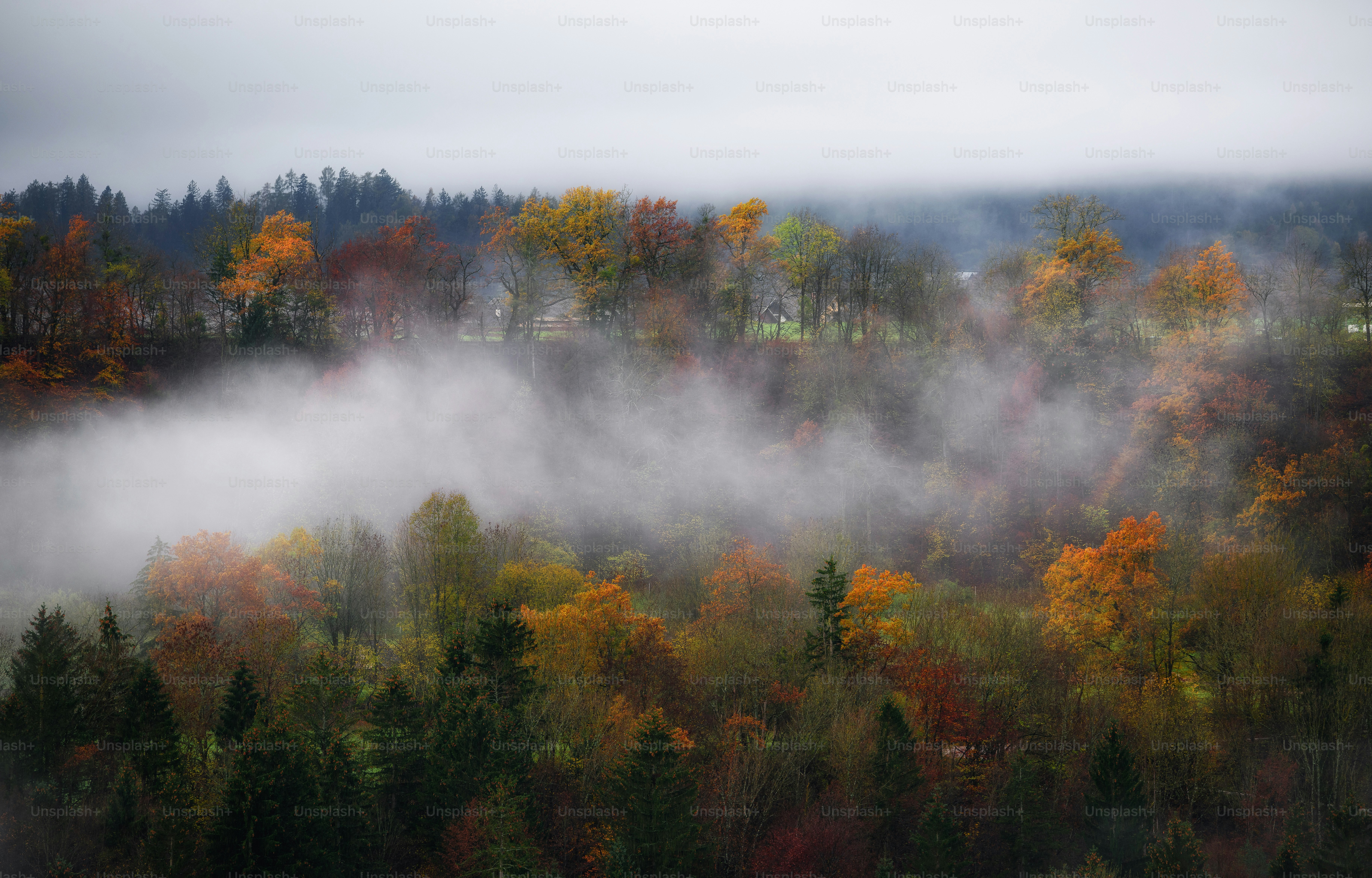 A forest filled with lots of trees covered in fog photo – Forest Image ...
