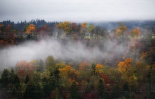 Un bosque lleno de muchos árboles cubiertos de niebla