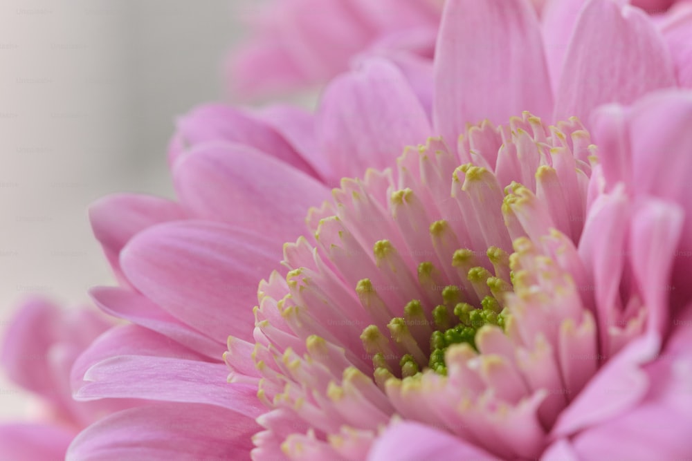 um close up de uma flor rosa com um fundo branco