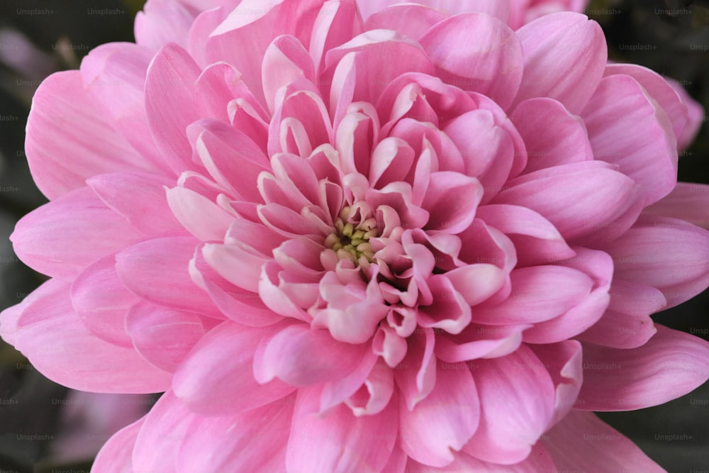 a close up of a pink flower with leaves in the background