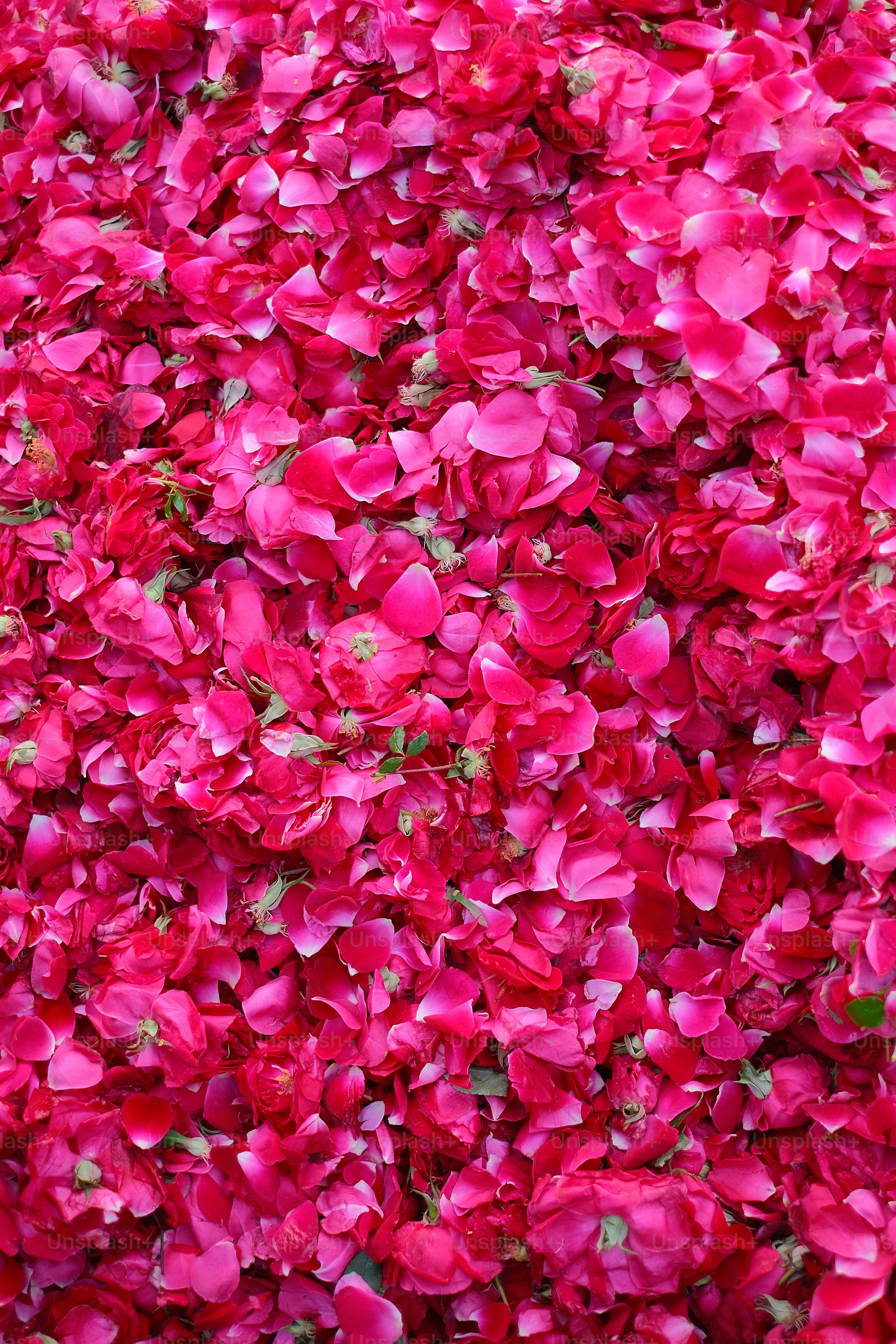 ein Strauß roter Blumen, die im Boden sind