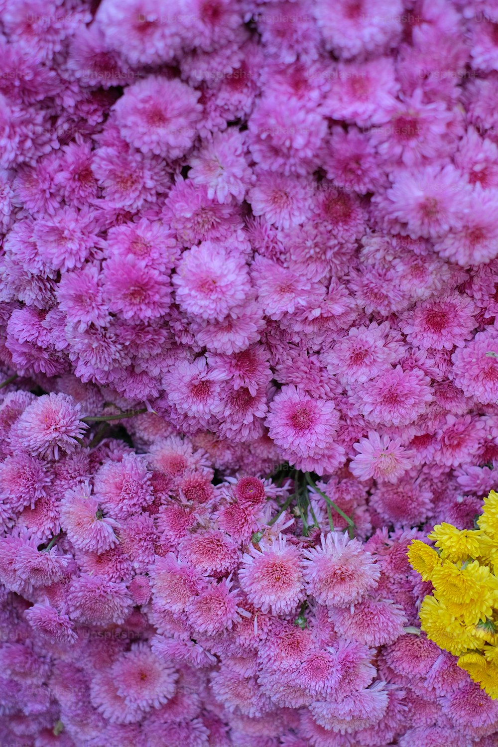 a bunch of yellow and pink flowers in a field