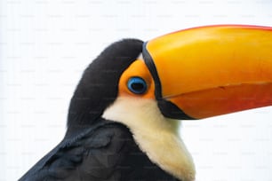 um close up de um pássaro com um bico grande