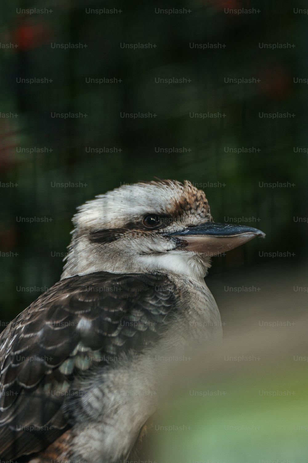 a close up of a bird with a blurry background