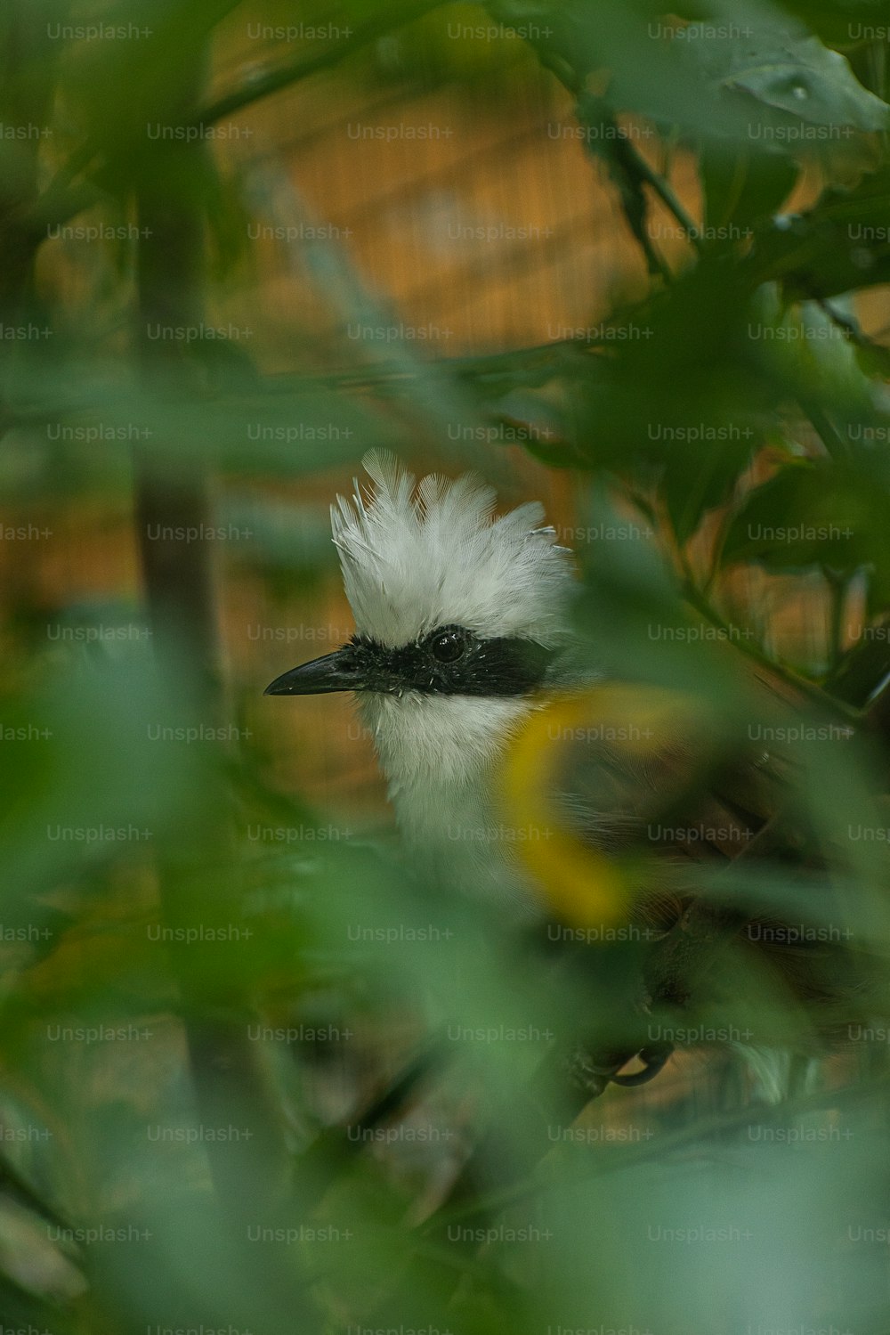 a white bird with a black head and a yellow beak