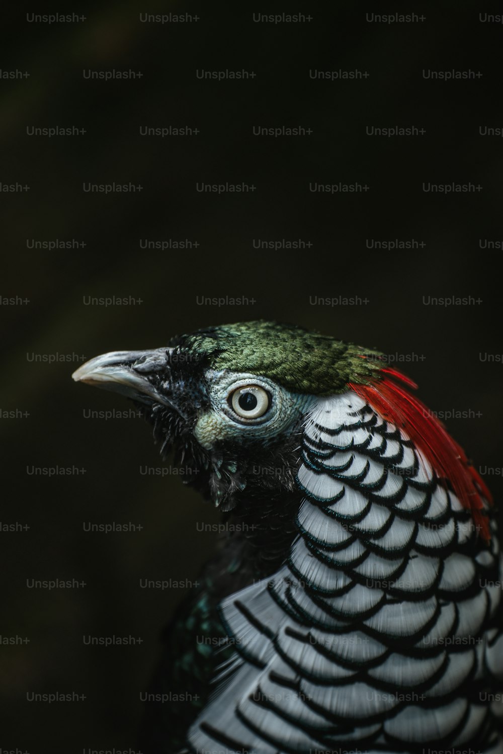 a close up of a bird with a black background