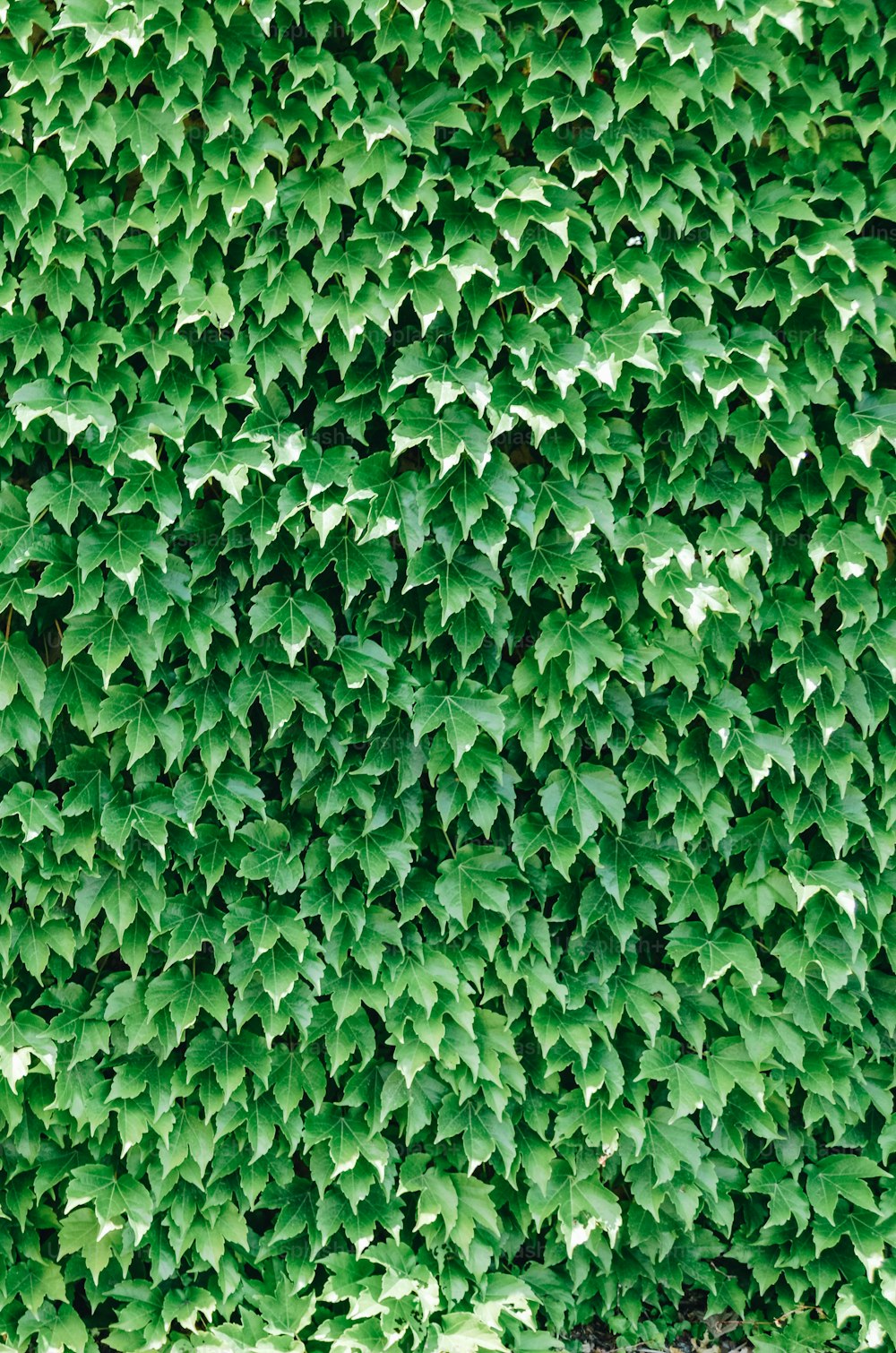 uma parede verde coberta de muitas folhas