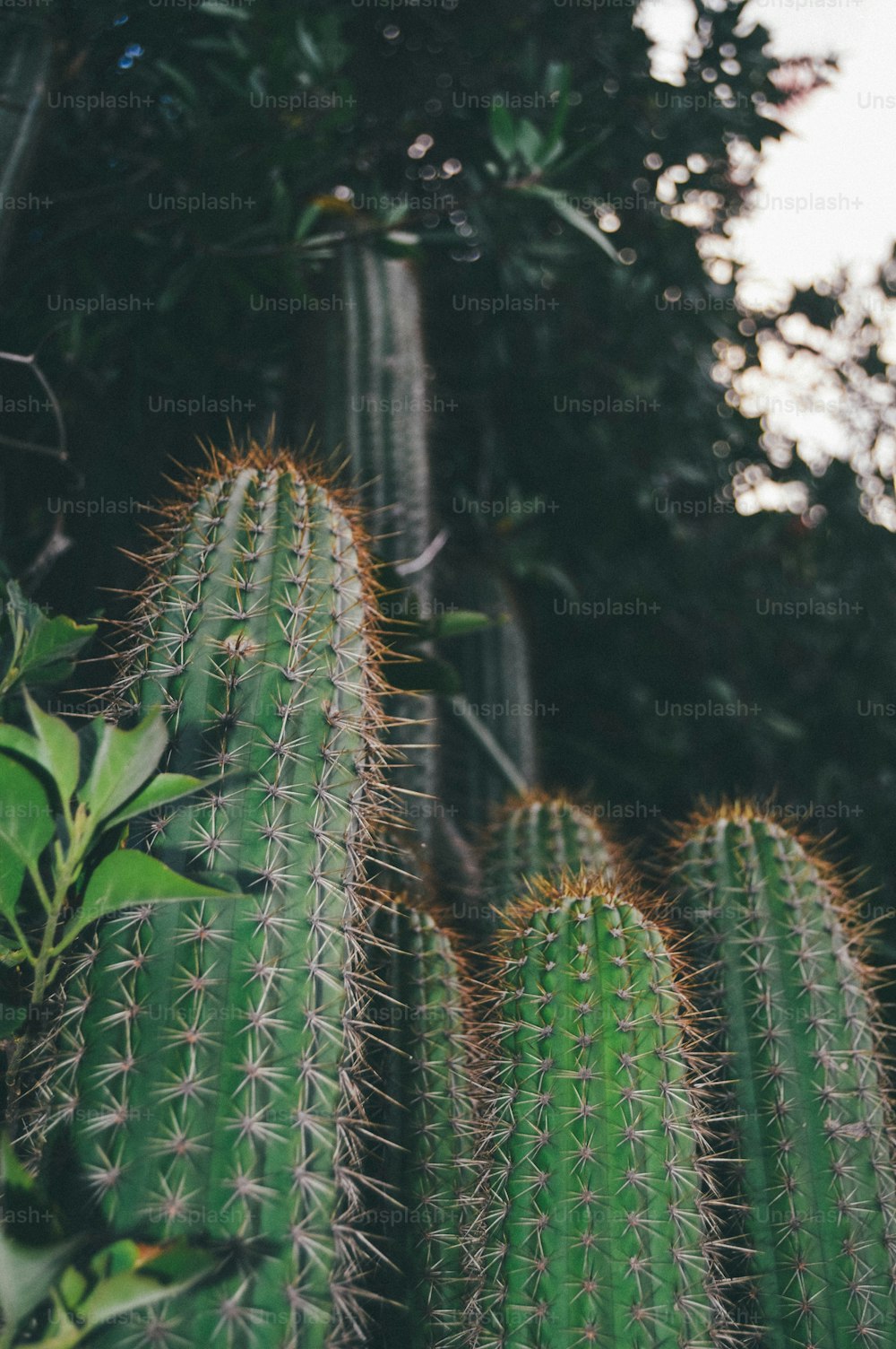 Nahaufnahme einer Kaktuspflanze mit vielen Blättern