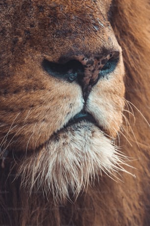 a close up of the face of a lion
