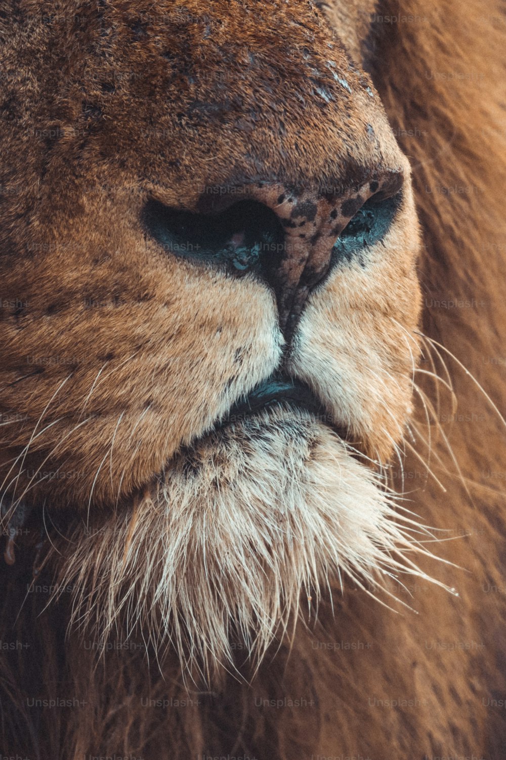 a close up of the face of a lion