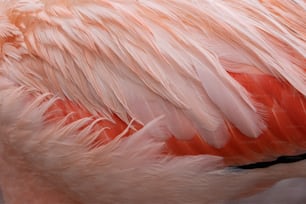 a close up of a pink flamingo's feathers