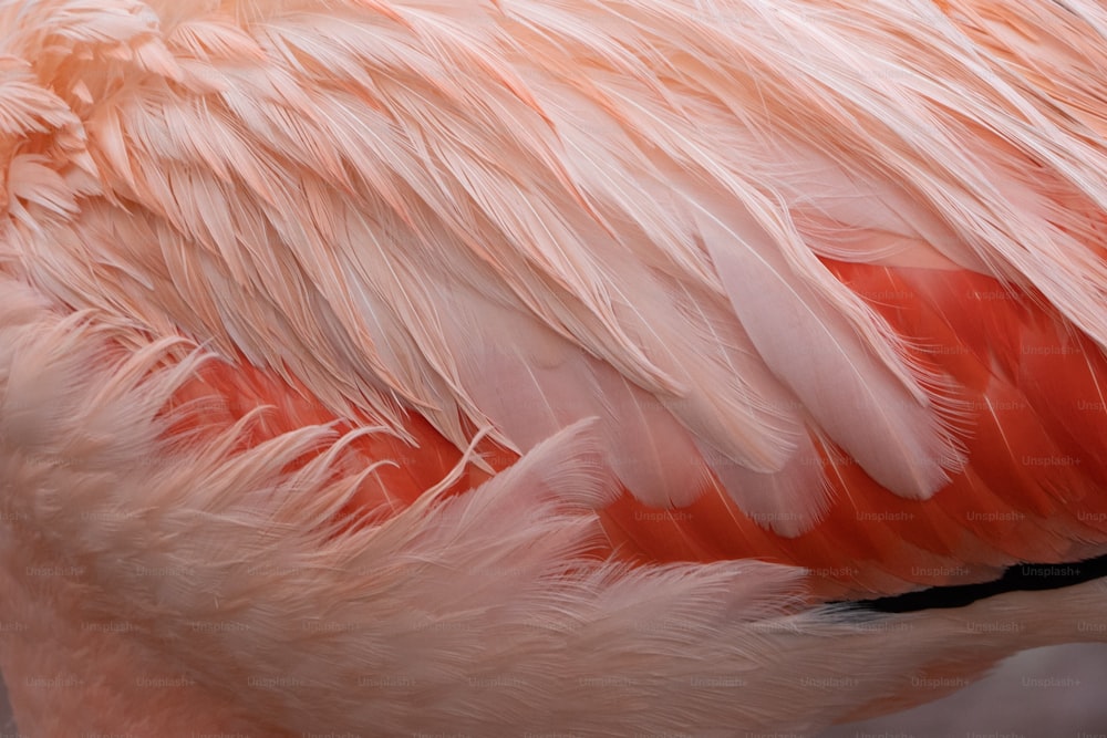 ピンクのフラミンゴの羽のクローズアップ