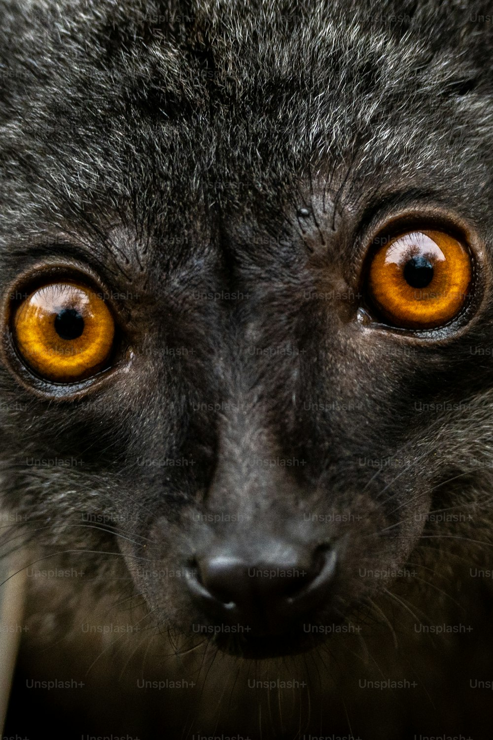 a close up of a black animal with orange eyes
