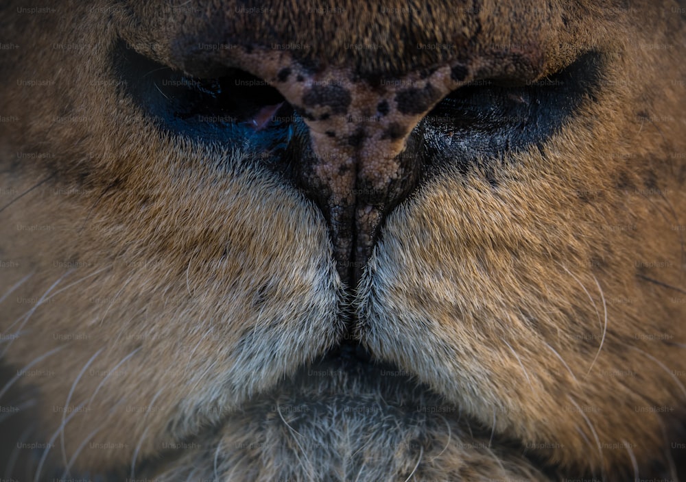 um close up do olho de um leão