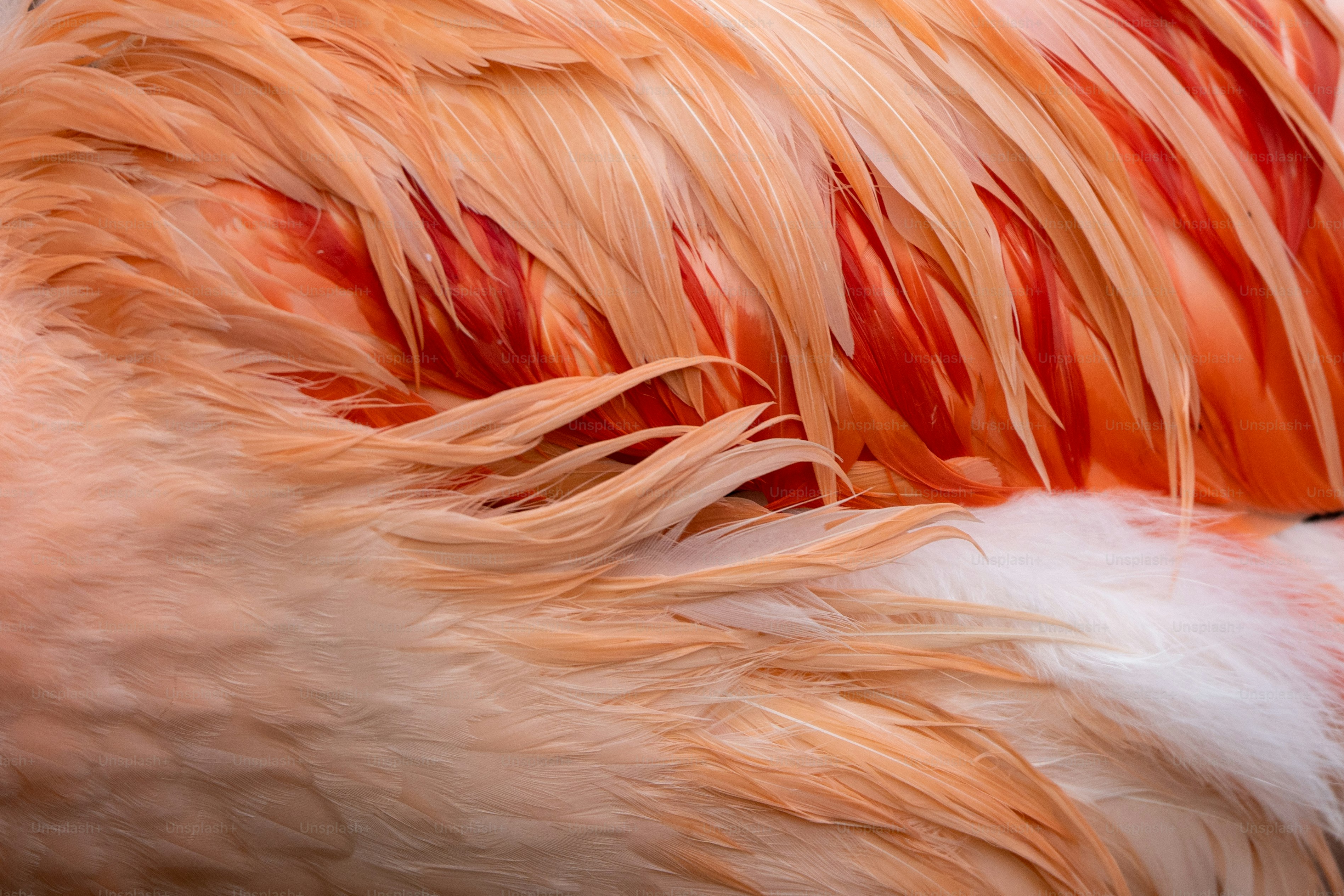 Un primo piano di un uccello rosa e bianco