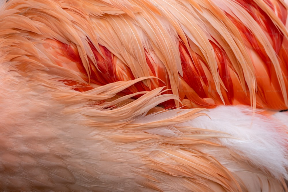 a close up of a pink and white bird