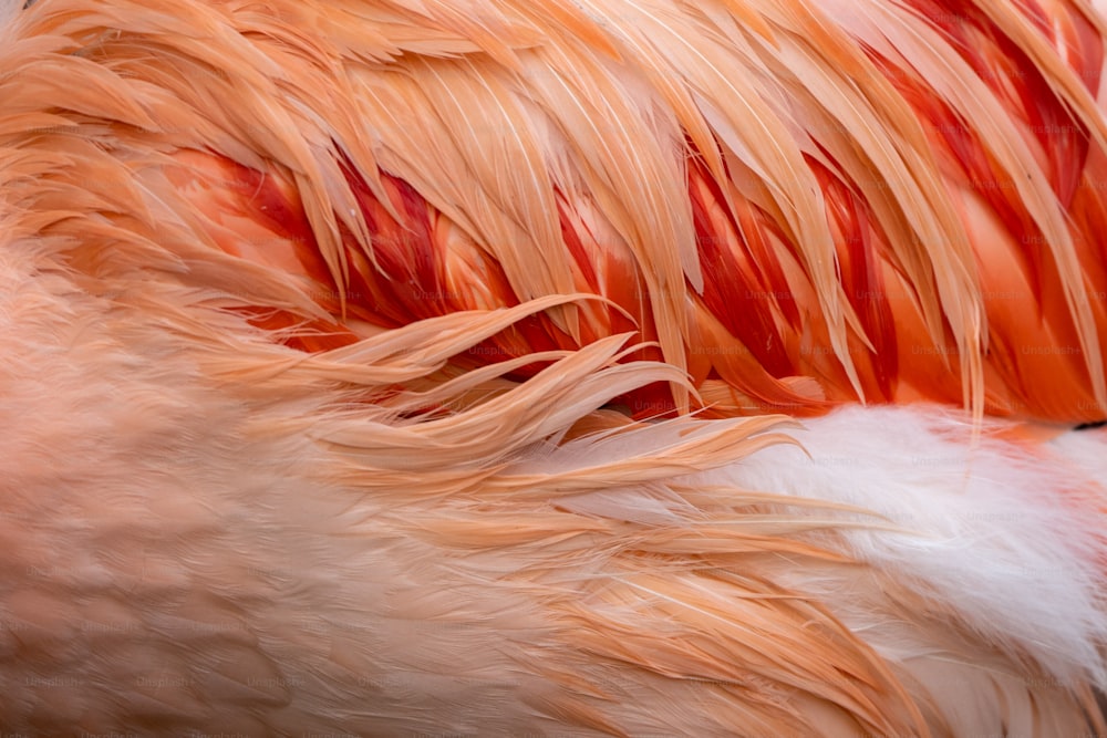 um close up de um pássaro rosa e branco
