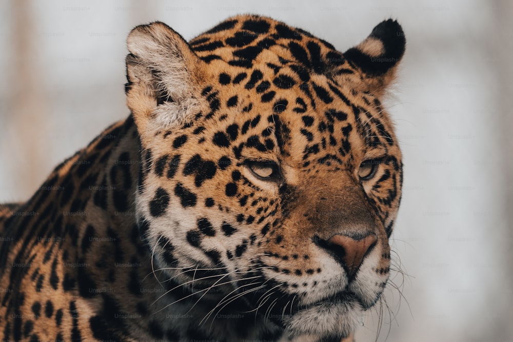 um close up do rosto de um leopardo com neve ao fundo