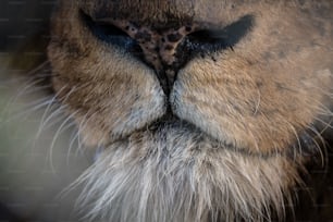 Un primo piano del volto di un leone con uno sfondo sfocato