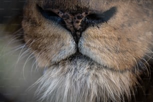 a close up of a lion's face with a blurry background