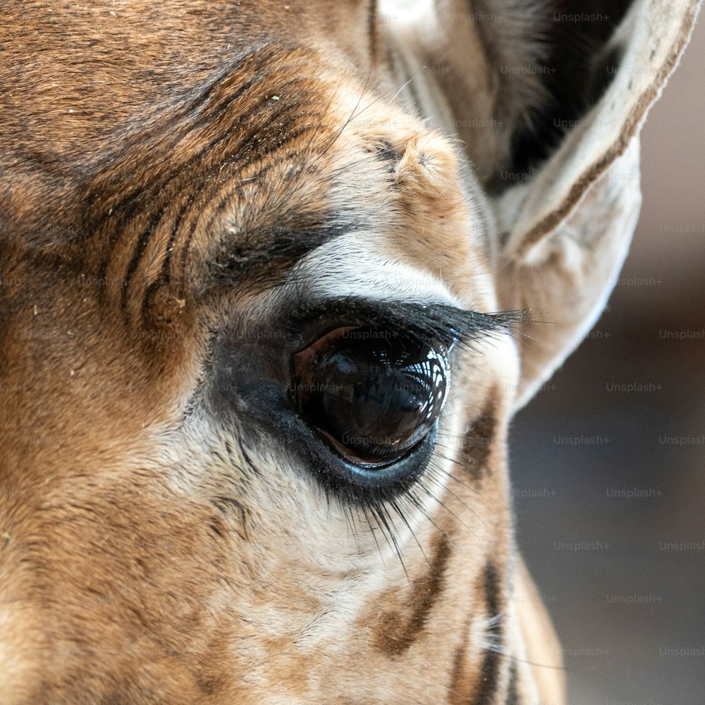 a close up of a giraffe's eye with a blurry background