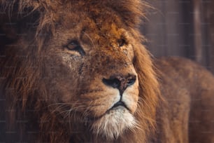 Gros plan d’un lion avec un arrière-plan flou