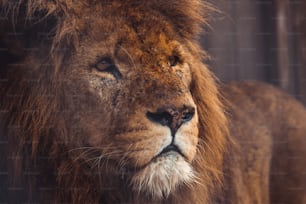 a close up of a lion with a blurry background