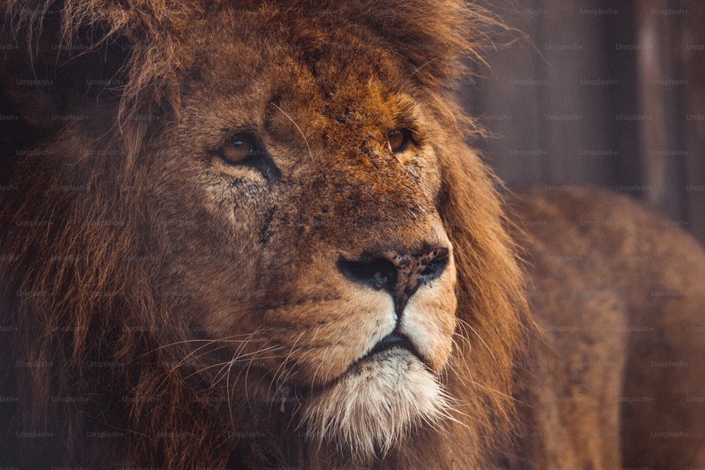 um close up de um leão com um fundo desfocado