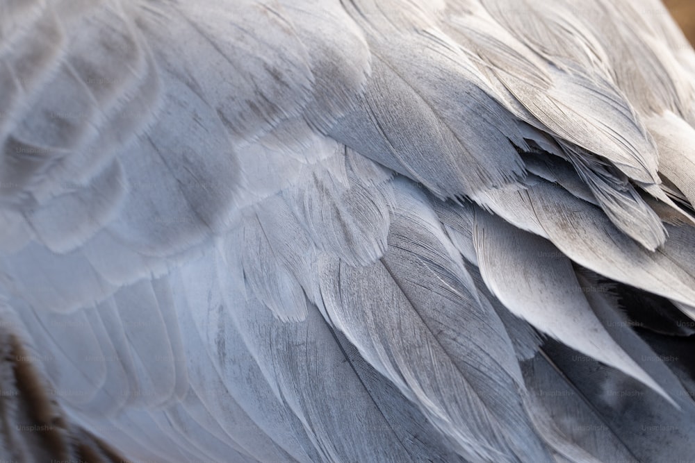 Un primer plano de las plumas de un ave grande