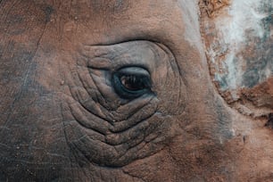 a close up of an elephant's eye