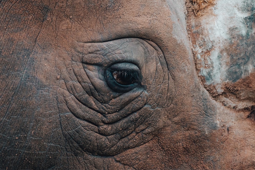 a close up of an elephant's eye