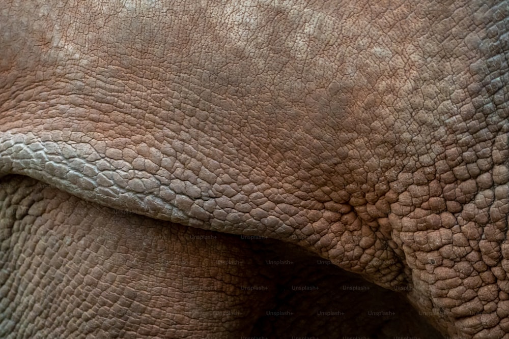 Eine Nahaufnahme der faltigen Haut eines Elefanten