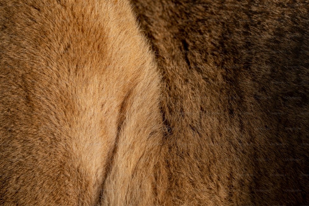 a close up of the fur of a horse