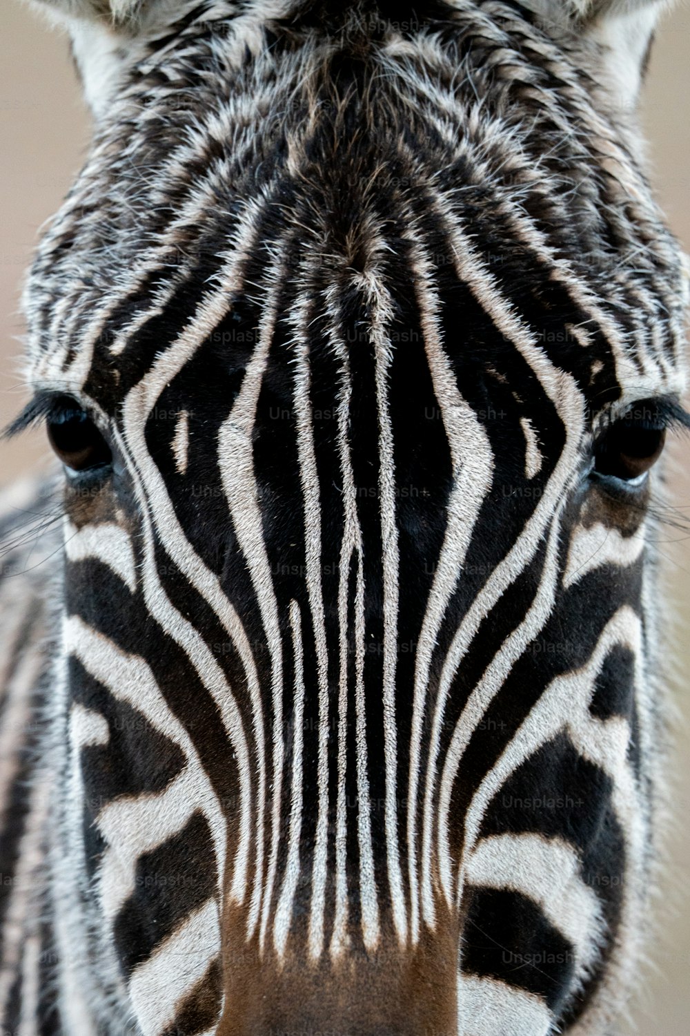 a close up of a zebra's face with a blurry background