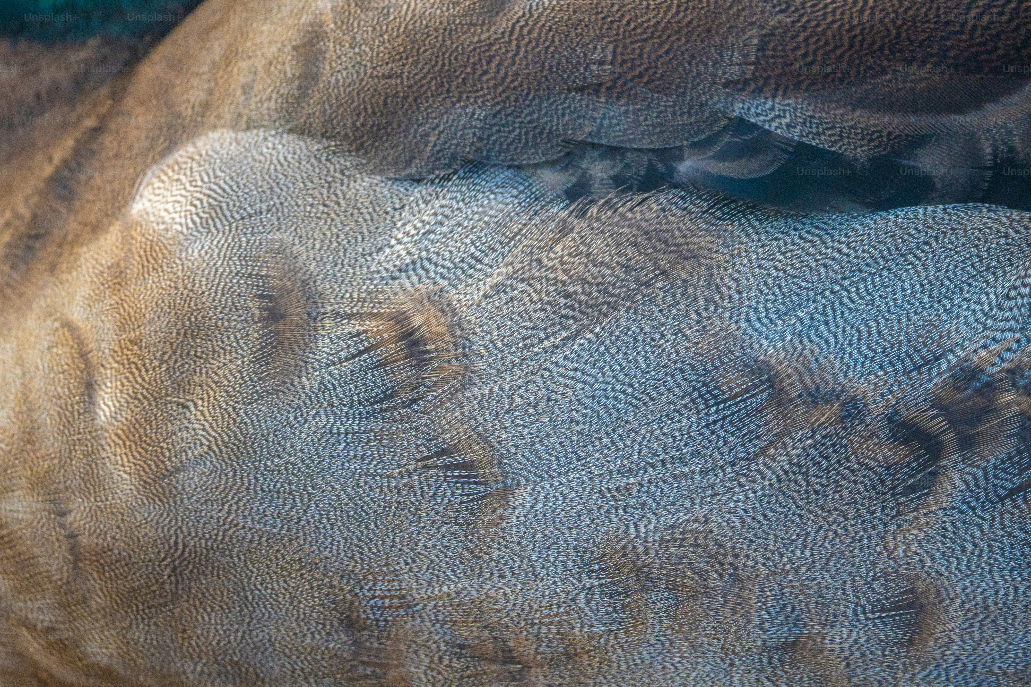 A close up of a bird's feathers with a blurry background photo – Close ...