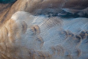 a close up of a bird's feathers with a blurry background