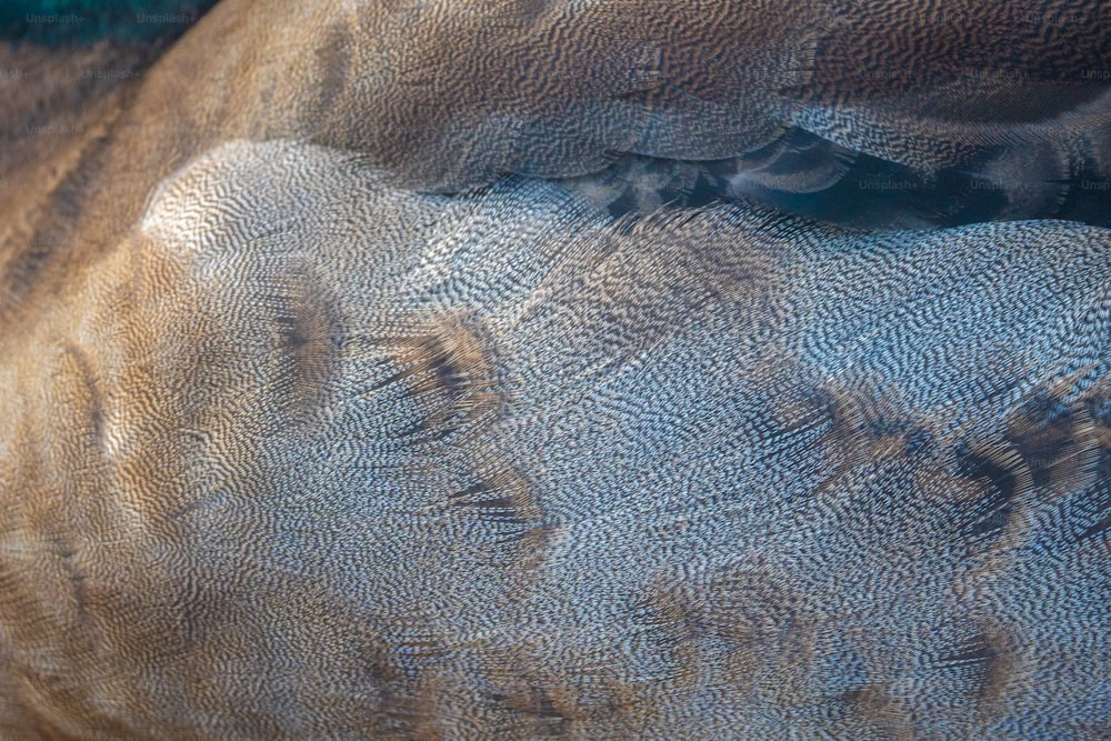 a close up of a bird's feathers with a blurry background