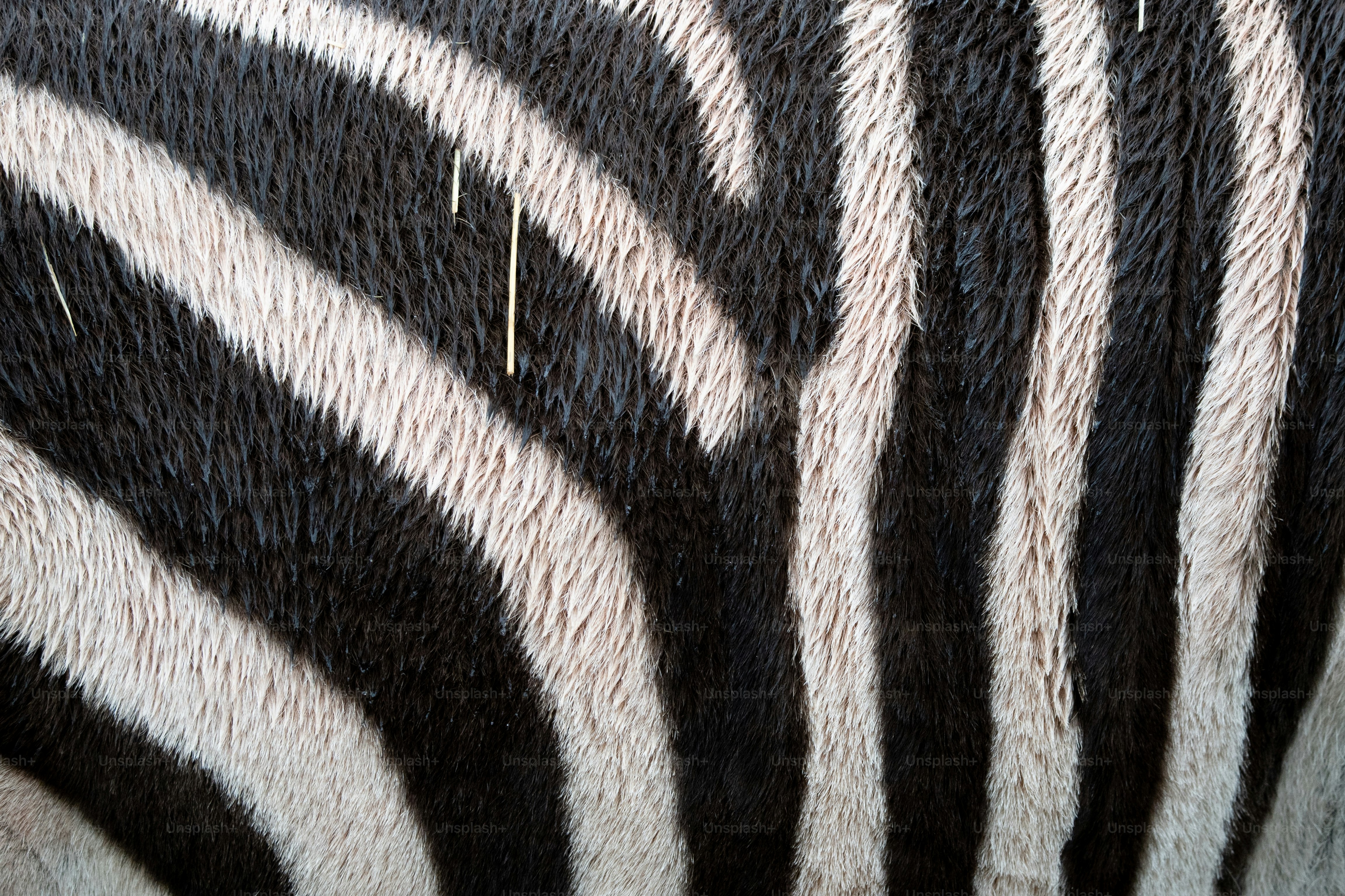 a close up of a zebra's black and white stripes
