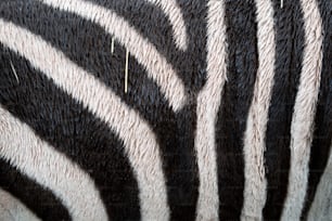 Un primo piano delle strisce bianche e nere di una zebra
