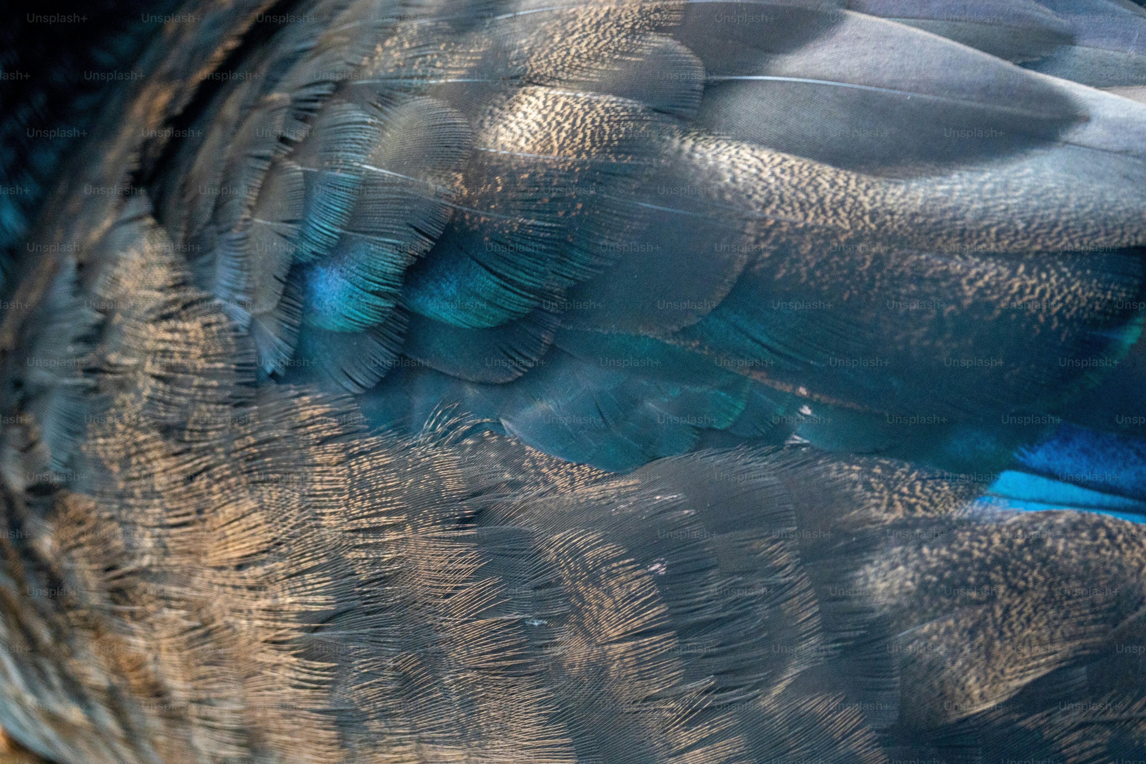 ぼやけた背景を持つ孔雀の羽の接写