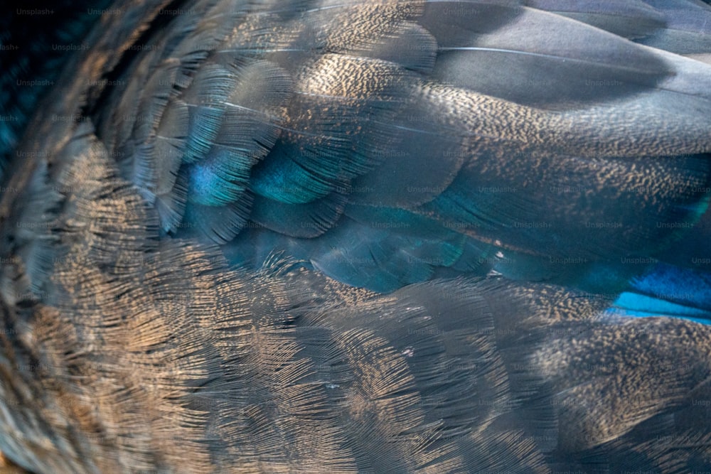 Un primo piano delle piume di un pavone con uno sfondo sfocato