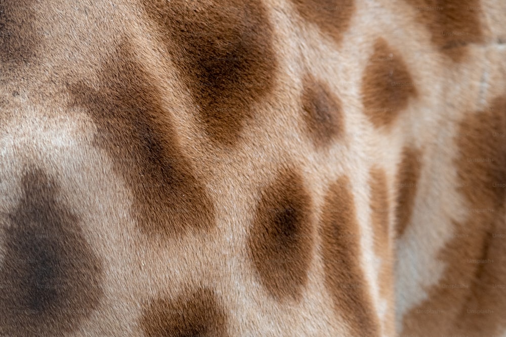 a close up of a giraffe's head and neck