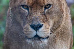 Eine Nahaufnahme eines Löwengesichts mit verschwommenem Hintergrund