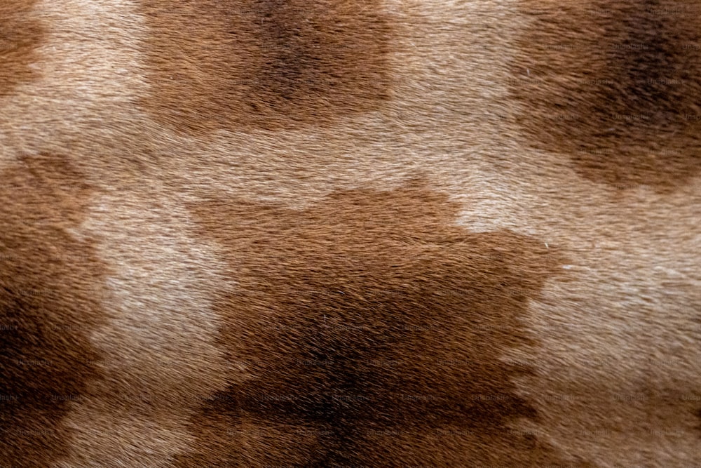 a close up of a brown and white animal print fabric