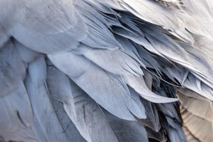 a close up of a bird's feathers