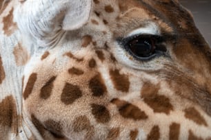 uma visão de perto do rosto de uma girafa